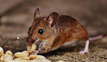 24 Hour & Emergency Exterminators in Kasiesville, PA